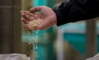 Brasil já pode vender arroz para o Peru