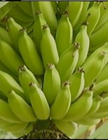 Cuidados no plantio da banana ajuda o produtor a ter mais lucro