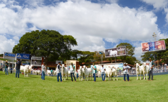Feira do gado zebu vai até domingo em Minas Gerais