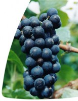 A Uva Gamay, Também é uva nobre