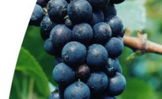 A Uva Gamay, Também é uva nobre