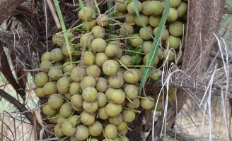 Novas técnicas de cultivo podem incluir a macaúba como fonte de renda para o agricultor