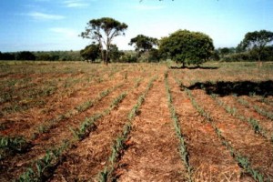 milho plantio