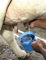 O projeto Balde Cheio dobram produtividade nas fazendas produtoras de leite