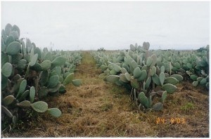 palma plantação
