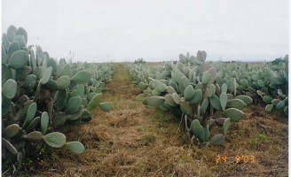 Uma técnica para aumentar o nível de proteína na palma forrageira