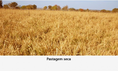 <h2><a href="https://nordesterural.com.br/o-gado-pode-ganhar-peso-mesmo-no-periodo-de-seca/">O gado pode ganhar peso mesmo no per&iacute;odo de seca</a></h2>O teor m&iacute;nimo de prote&iacute;na na dieta do bovino, que corresponde a 7% na mat&eacute;ria seca, &eacute; fundamental para fornecer nitrog&ecirc;nio para a manuten&ccedil;&atilde;o da multiplica&ccedil;&atilde;o e a&ccedil;&atilde;o da microbiota