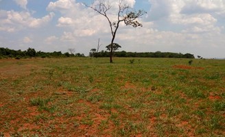 Manejo correto do solo evita perdas da qualidade e melhoria na produção da pecuária