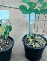 As plantas podem resistir mais ao período seco com ajuda de bactérias