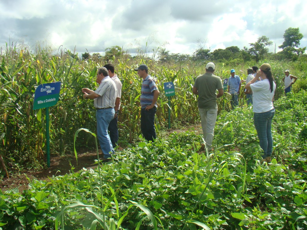 Produtividade do agronegócio brasileiro é uma das maiores do mundo