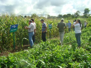 produtividade agrícola