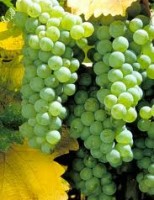 Um saboroso combate entre as uvas Chardonnay e Sauvignon Blanc