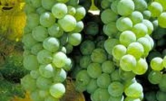 Um saboroso combate entre as uvas Chardonnay e Sauvignon Blanc