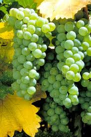 Um saboroso combate entre as uvas Chardonnay e Sauvignon Blanc