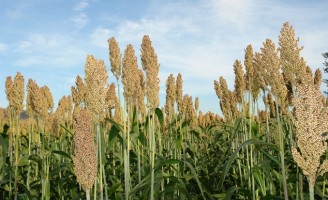 Uma semente de sorgo baixo é o novo lançamento do Instituto Agronômico de São Paulo