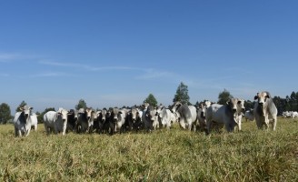 Melhoramento da genética de corte valoriza o mercado e aumenta renda do pecuarista