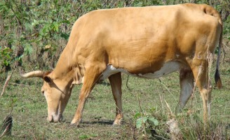 Uma raça robusta e resistente ameaçada de extinção
