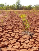 A degradação das terras produtivas brasileiras tem histórico antigo