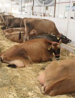 Município conhecido como a capital do Jersey promove a maior feira da raça