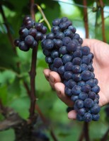 Uma safra de uva recorde para este ano