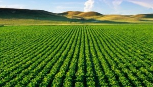 agricultura sustsentável