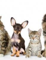 Será no mês que vem o maior encontro sobre animais de estimação da América Latina