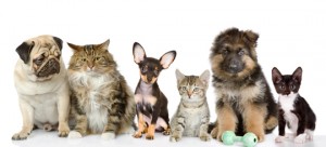 animais de estimação