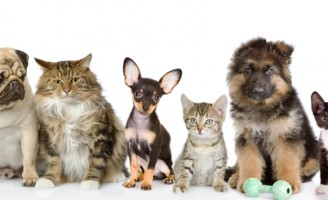 Será no mês que vem o maior encontro sobre animais de estimação da América Latina