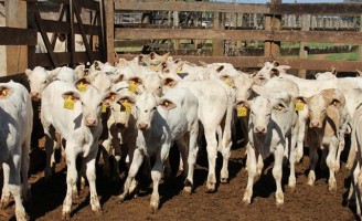 Uso de microminerais promove crescimento e imunidade aos bezerros de corte