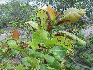 cajueiro antracnose