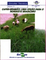 Um capim com ótimo aproveitamento no semiárido brasileiro