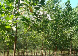 floresta de eucaliptor