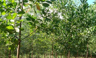 Plantar leguminosas em floresta de eucalipto gera economia de fertilizantes