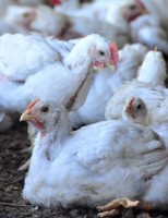 Mais cuidados com a saúde das aves pode aumentar a produção de frangos de corte no país