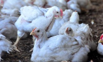 Mais cuidados com a saúde das aves pode aumentar a produção de frangos de corte no país