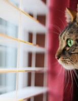 O vantajoso mercado de pets no mundo e no Brasil