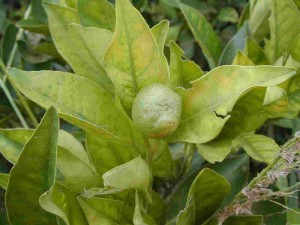 greening