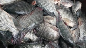 peixes pescados