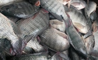 O estado do Paraná ganha destaque como produtor de peixes no Brasil