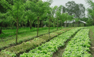 Como entender a produção agropecuária sem danos ao meio ambiente
