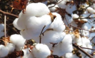 Uma semente de algodão resistente a herbicida já pode ser plantada pelo agricultor nordestino