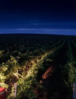 Um vinho especial produzido a partir de uvas colhidas à noite
