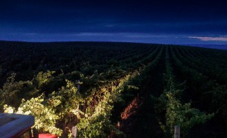 Um vinho especial produzido a partir de uvas colhidas à noite