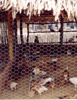 Cuidados com a criação e abate de frango caipira