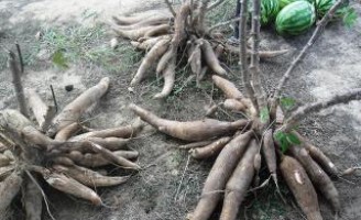 Agricultor pode ganhar mais dinheiro plantando melancia em consórcio com mandioca