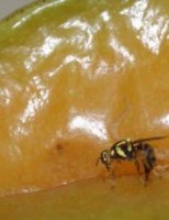 Áreas irrigadas do Vale do São Francisco correm risco de hospedar a mosca-da-carambola