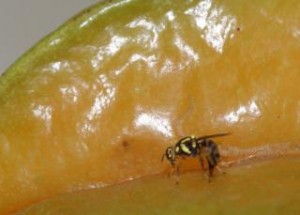 mosca da carambola