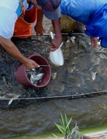 O Rio São Francisco ganha mais um peixamento