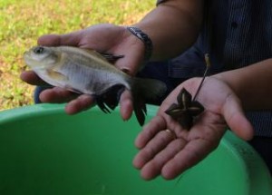 peixe e planta
