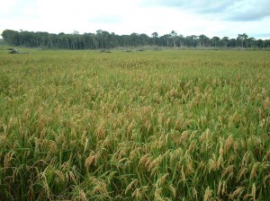 plantação de arroz 1